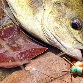 Dry Fly Fishing in Tropical North Queensland
