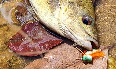 Dry Fly Fishing in Tropical North Queensland