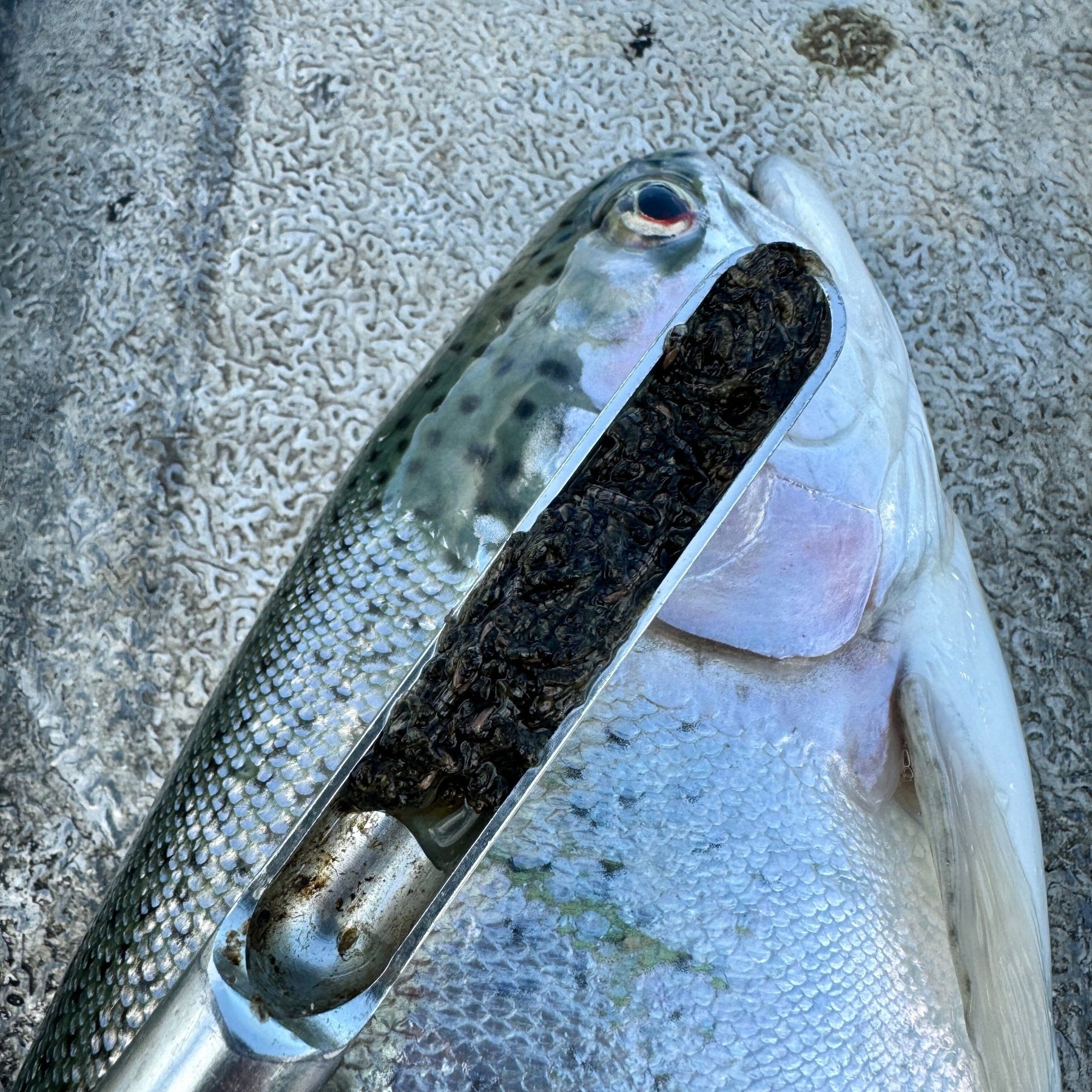 Fly Fishing Buzzers For Trout - Upavon Fly Fishing