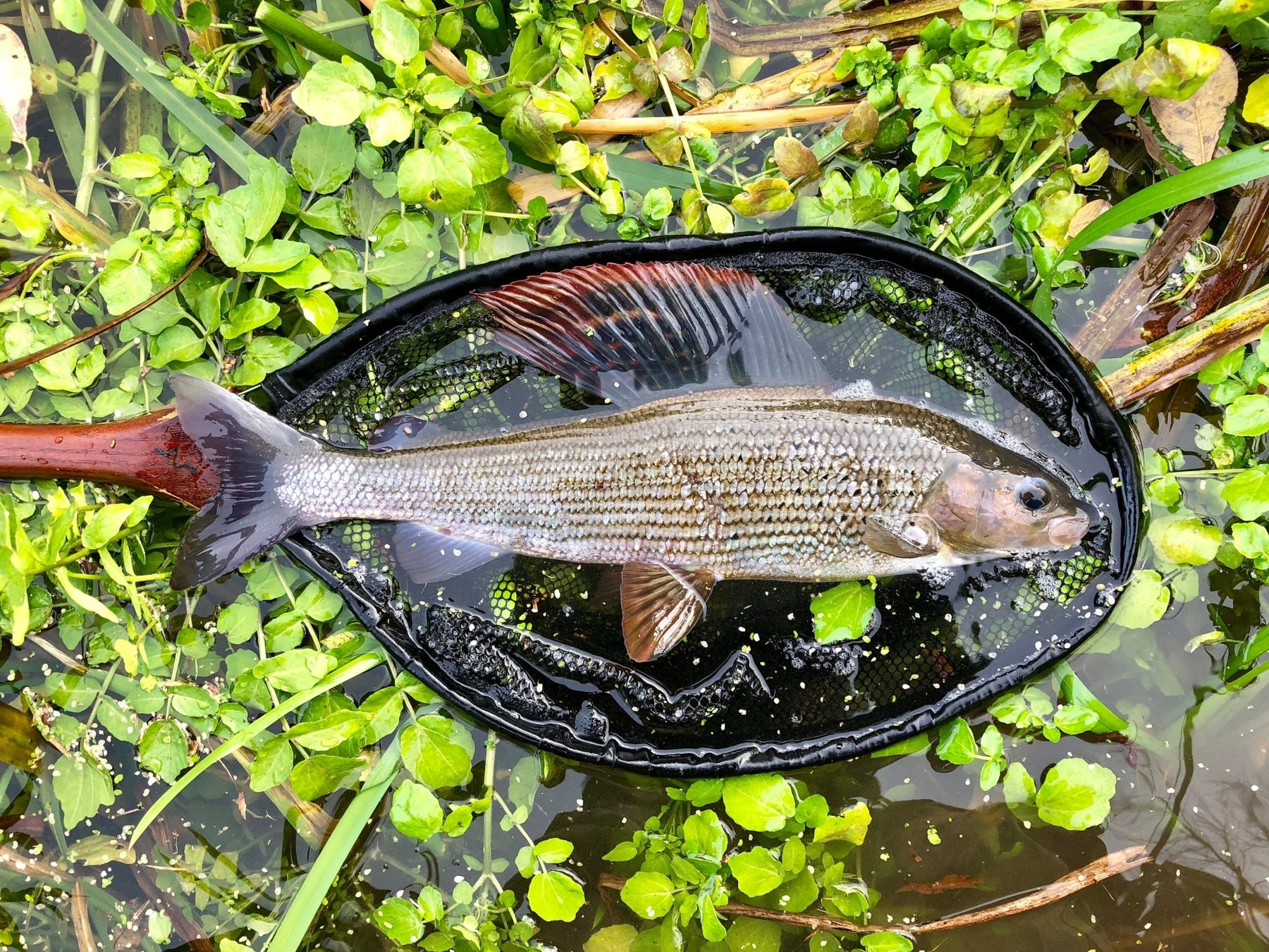 The Best Competition Grayling Flies You Must Try - Upavon Fly Fishing