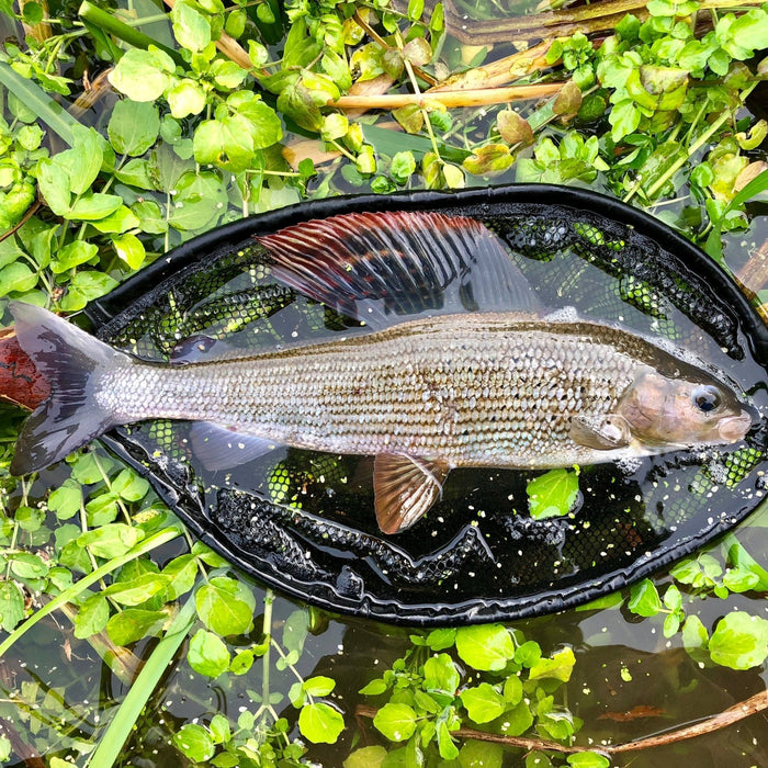 The Best Competition Grayling Flies You Must Try - Upavon Fly Fishing