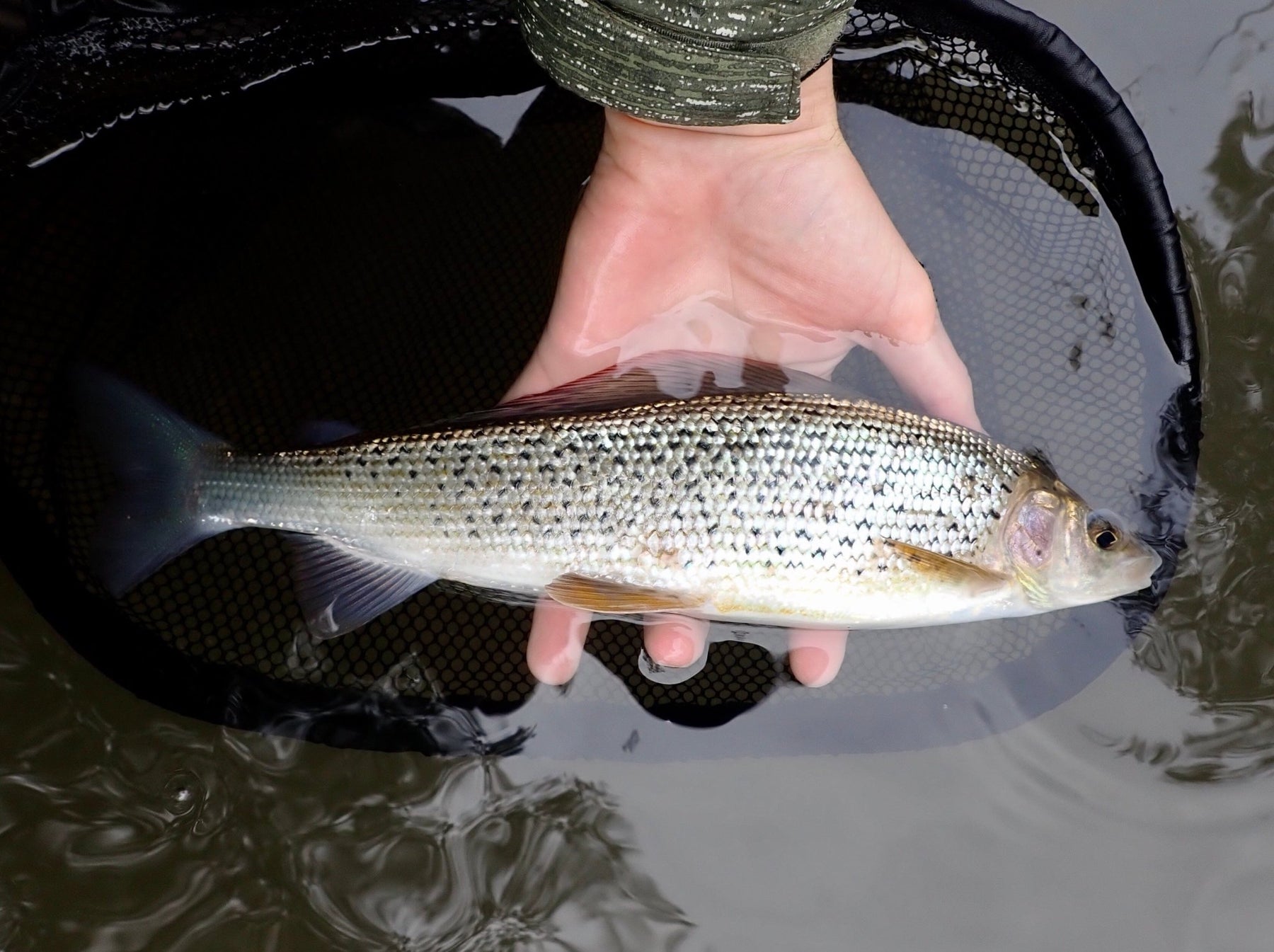 The Grayling Society - River Nadder Teffont Fishing Club - Upavon Fly Fishing