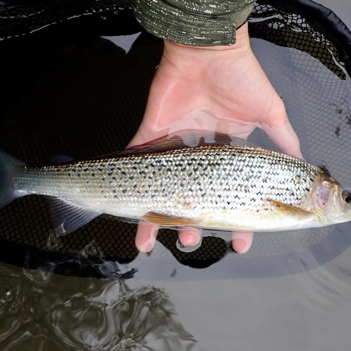 The Grayling Society - River Nadder Teffont Fishing Club - Upavon Fly Fishing