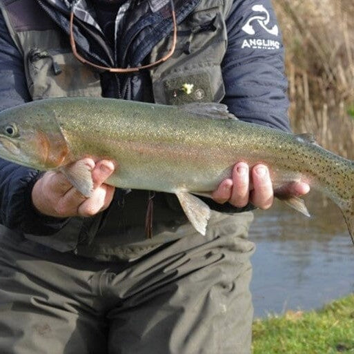 Top 5 Consistent Winter Stillwater Trout Flies (Tim Joyce Guest Blog)