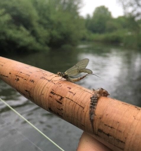 Top 5 Mayfly Fishing Tips to Increase Your Catch.