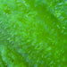 Upavon Two Tone Blob Fritz - Upavon Fly Fishing