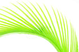 Troutline Selected Goose Biots - Upavon Fly Fishing