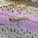 Upavon Bug Body (3m/pack) - Upavon Fly Fishing