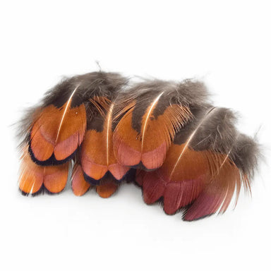 Kindale Cock Pheasant Brown Neck Feathers
