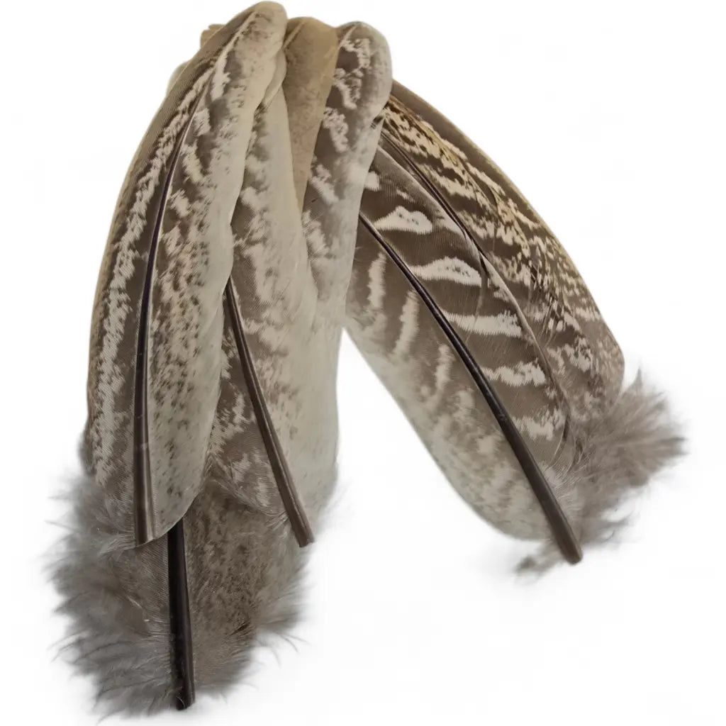 Kindale Cock Pheasant Wing Quills