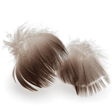 Kindale Mallard Duck Brown Neck Feathers