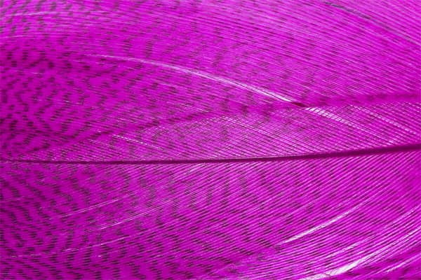 Troutline Premium Mallard Barred Feathers - Upavon Fly Fishing
