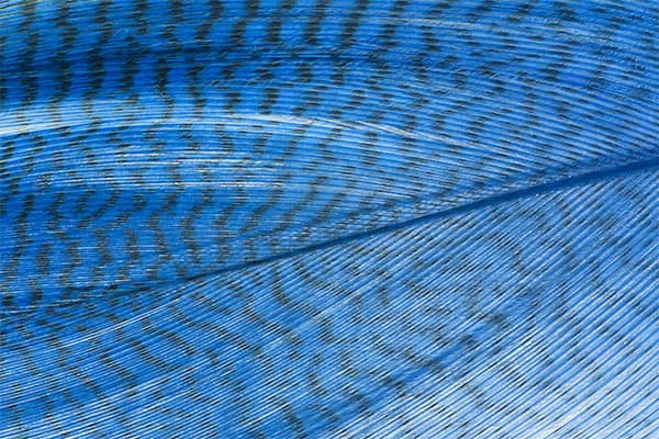Troutline Premium Mallard Barred Feathers - Upavon Fly Fishing