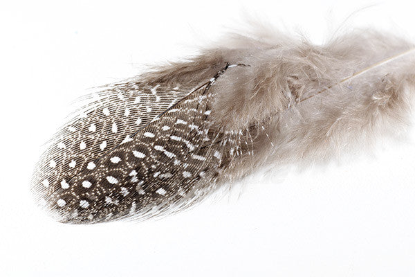 Troutline Selected Guinea Fowl Feathers - Upavon Fly Fishing