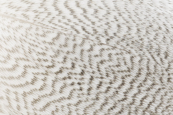 Troutline Premium Mallard Barred Feathers - Upavon Fly Fishing