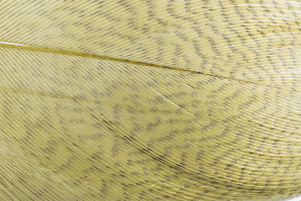 Troutline Premium Mallard Barred Feathers - Upavon Fly Fishing
