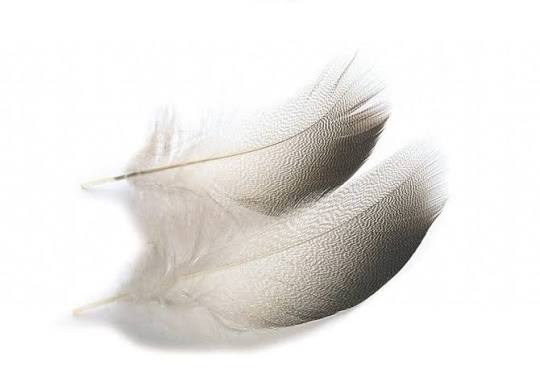 Veniard Select Mallard Duck Bronze Flank Feathers