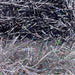 Upavon Holographic Straggle Hackle - Upavon Fly Fishing