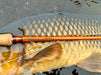 Thomas & Thomas Lotic II fibreglass fly rod with carp