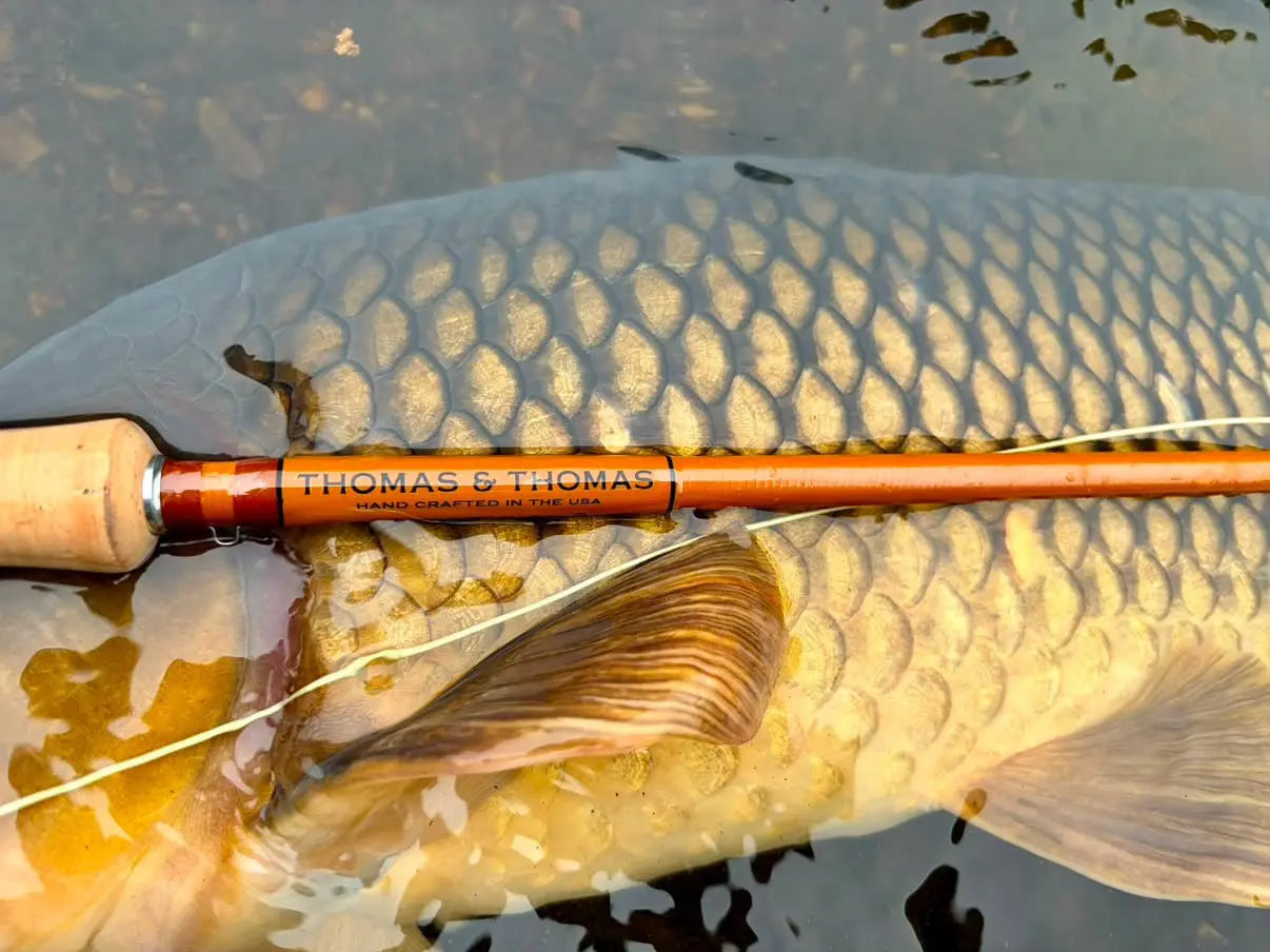 Thomas & Thomas Lotic II fibreglass fly rod with carp