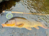 Thomas & Thomas Lotic II fly rod and carp in shallow water