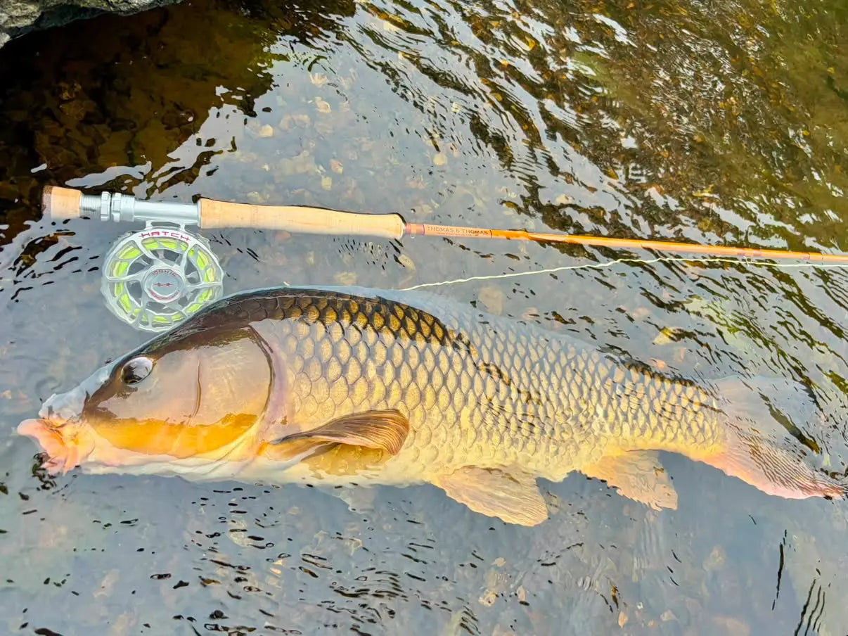 Thomas & Thomas Lotic II fly rod and carp in shallow water