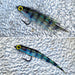 UPAVON FLY FISHING - Upavon Apex Predator Dubbing - Upavon Fly Fishing