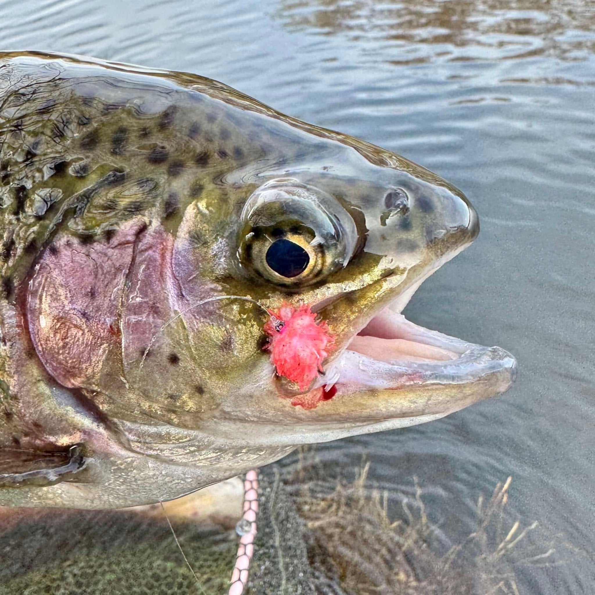 UPAVON FLY FISHING - Upavon Atomic Egg Chenille - Upavon Fly Fishing