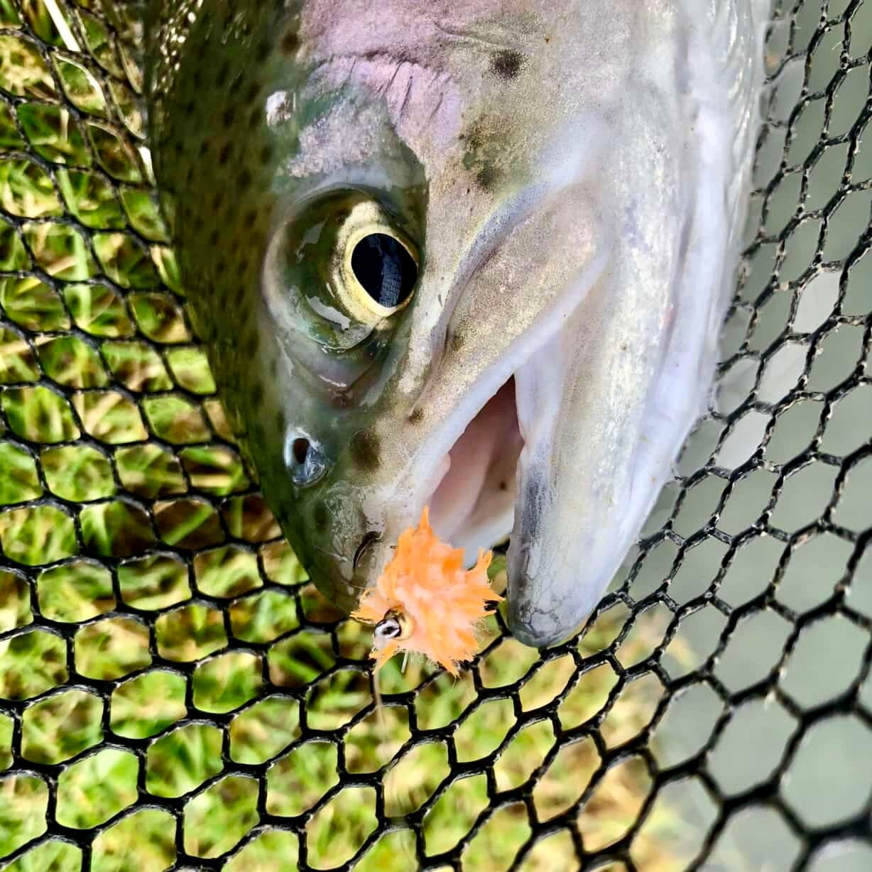 UPAVON FLY FISHING - Upavon Atomic Egg Chenille - Upavon Fly Fishing