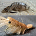 UPAVON FLY FISHING - Upavon Crustachenille - Upavon Fly Fishing