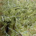 UPAVON FLY FISHING - Upavon Dashing Damsel Straggle - Upavon Fly Fishing