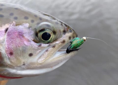 Upavon Green Flash Dragonfly Straggle Hackle