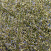 UPAVON FLY FISHING - Upavon Original Synergy Straggle - Upavon Fly Fishing