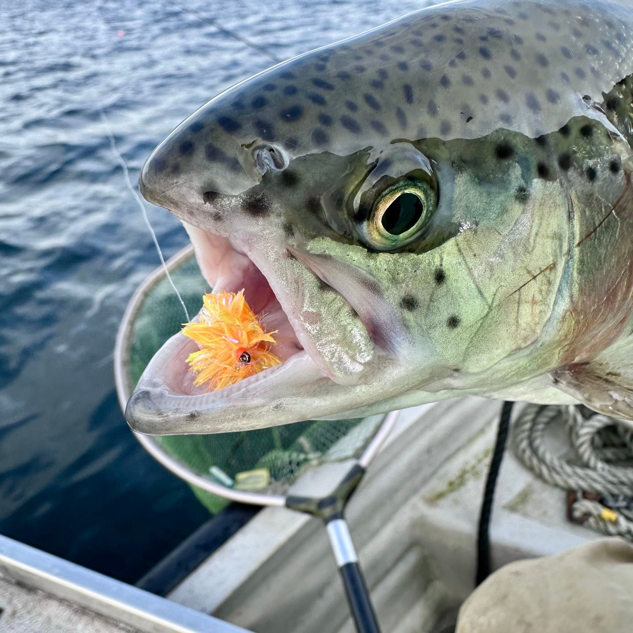 UPAVON FLY FISHING - Upavon Triple Tone UV Blob Fritz - Upavon Fly Fishing