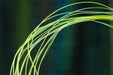 Troutline UV Micro Ribbing Quill - Upavon Fly Fishing