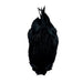Veniard Indian Cock Capes - Upavon Fly Fishing