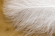 Troutline CDC Dyed Feathers Tier's Pack - Upavon Fly Fishing